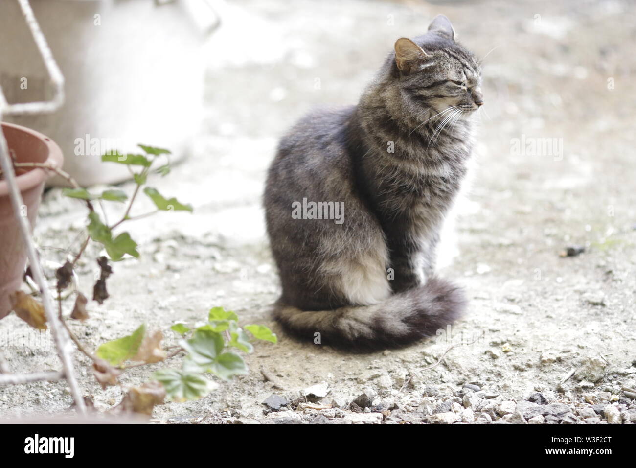 Le chat (Felis catus) est une espèce domestique de petit mammifère carnivore Banque D'Images