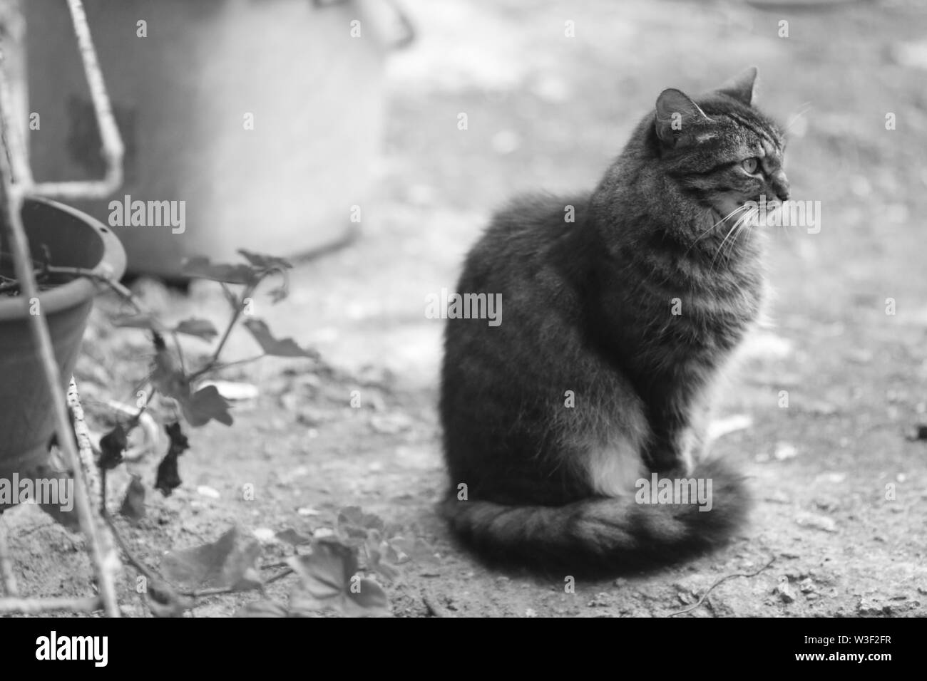 Le chat (Felis catus) est une espèce domestique de petit mammifère carnivore Banque D'Images