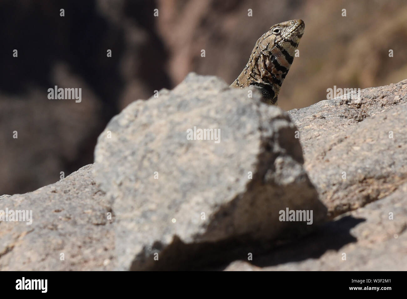 Lizard peeking out, Canyon de Colca, Chivay, Pérou Banque D'Images