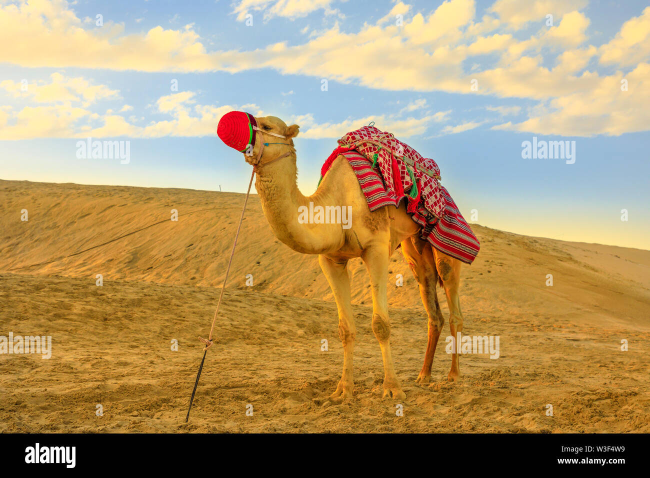 Seul chameau debout sur les dunes de sable du désert à Khor al Udaid dans le golfe Persique, le sud de l'Qatar au coucher du soleil. En chameau est une tournée en Amérique du Nord Banque D'Images