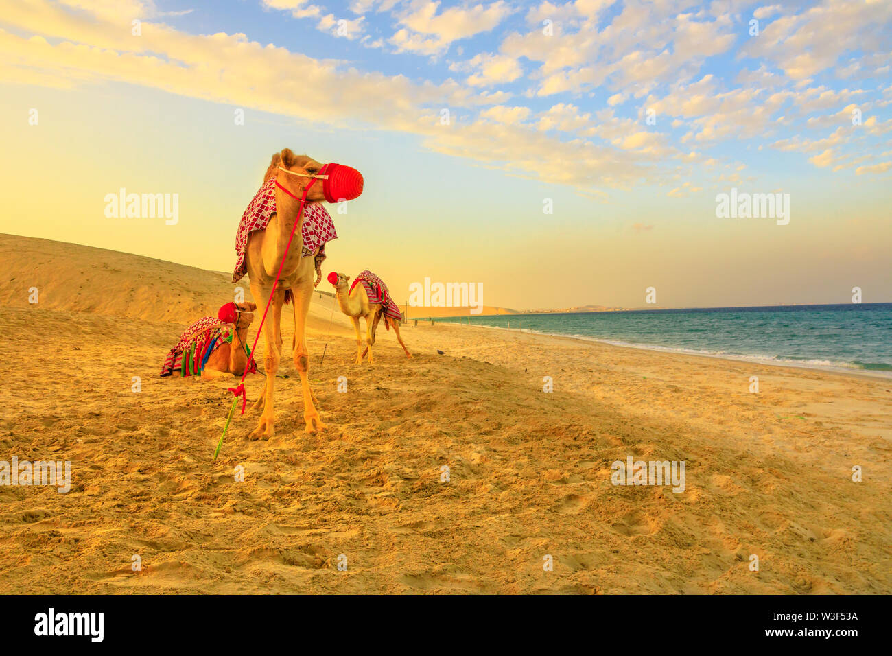 Trois chameaux sur la plage de Khor al Udaid dans le golfe Persique, le Qatar sud de sable avec des dunes et de la mer sur l'arrière-plan. Tour de chameau est un tour en Banque D'Images