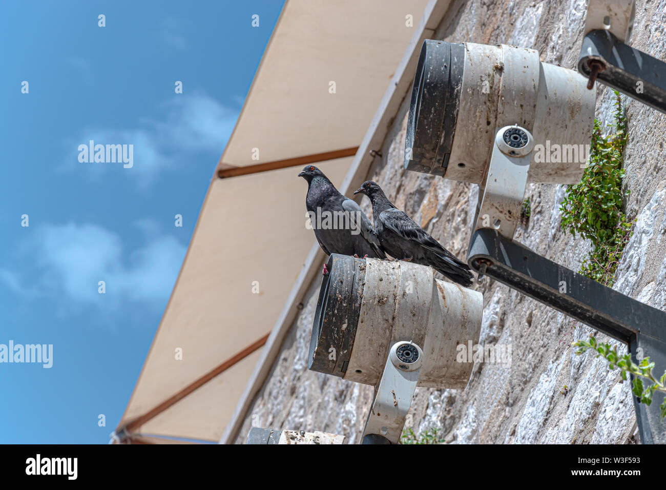 Pigeons sur la lumière de la rue Banque D'Images