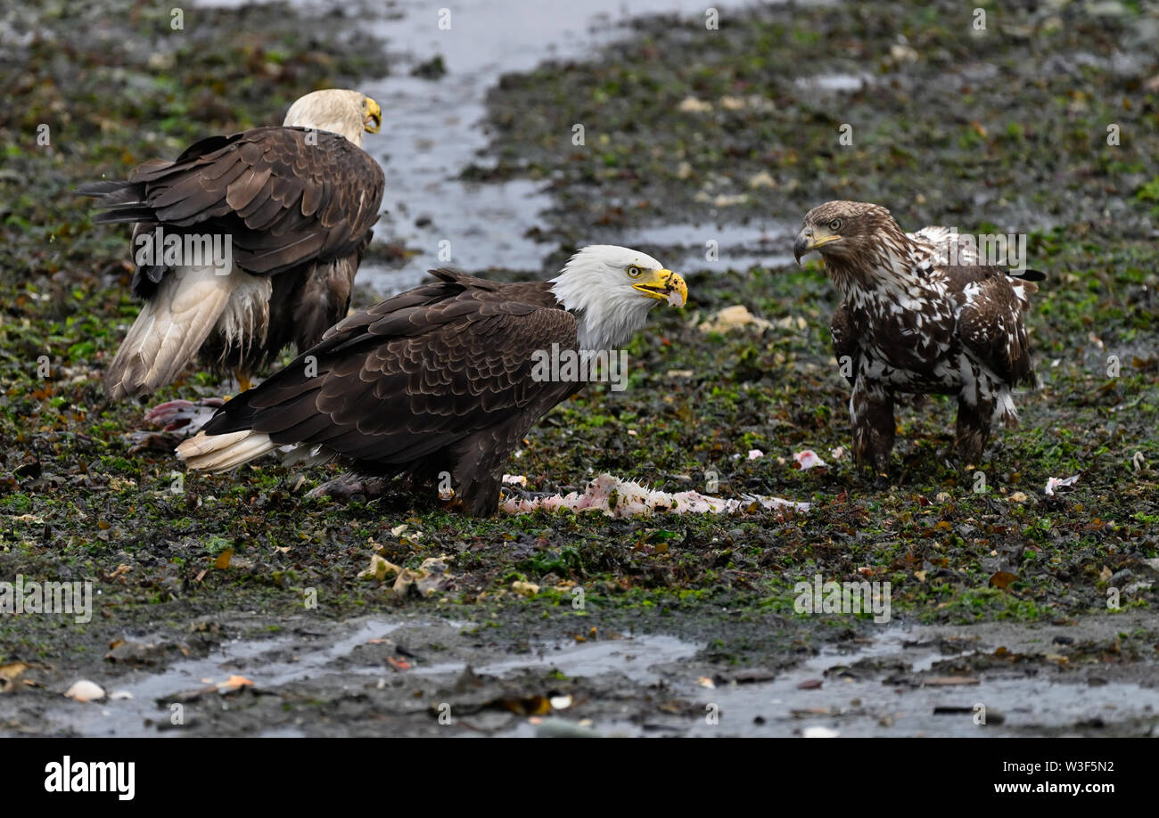 Les Aigles de manger du poisson, Campbell River, sur l'île de Vancouver, C.-B. Canada Banque D'Images