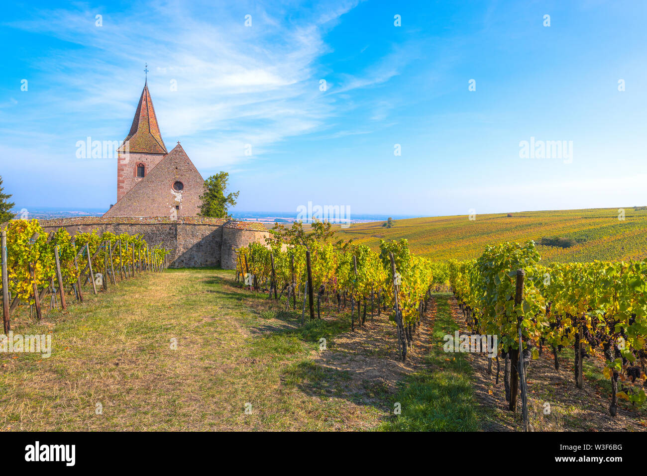 Extension de la superficie viticole avec l'église de Hunawihr, Alsace, France, membre des plus beaux villages de France Banque D'Images