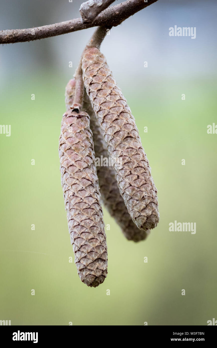 Un aulne, nom commun d'un genre de plantes (Alnus), appartenant à la famille des Bétulacées, avec ses chatons au début de l'hiver. Banque D'Images