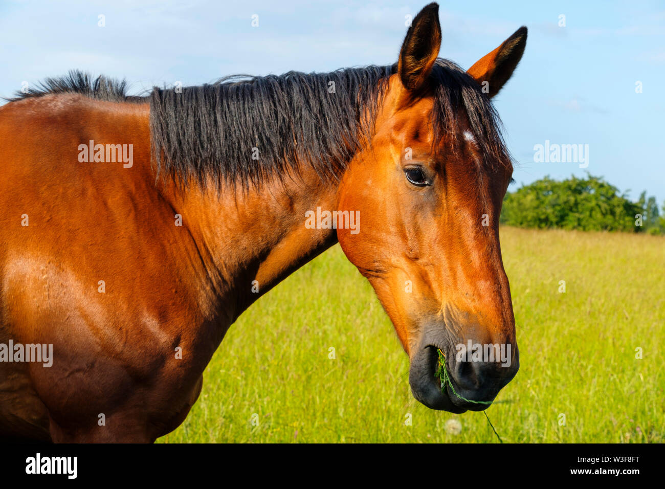 Le pâturage de chevaux au château de Puygarreau, près de Sossay. Vienne, Poitou Charente. France Europe Banque D'Images