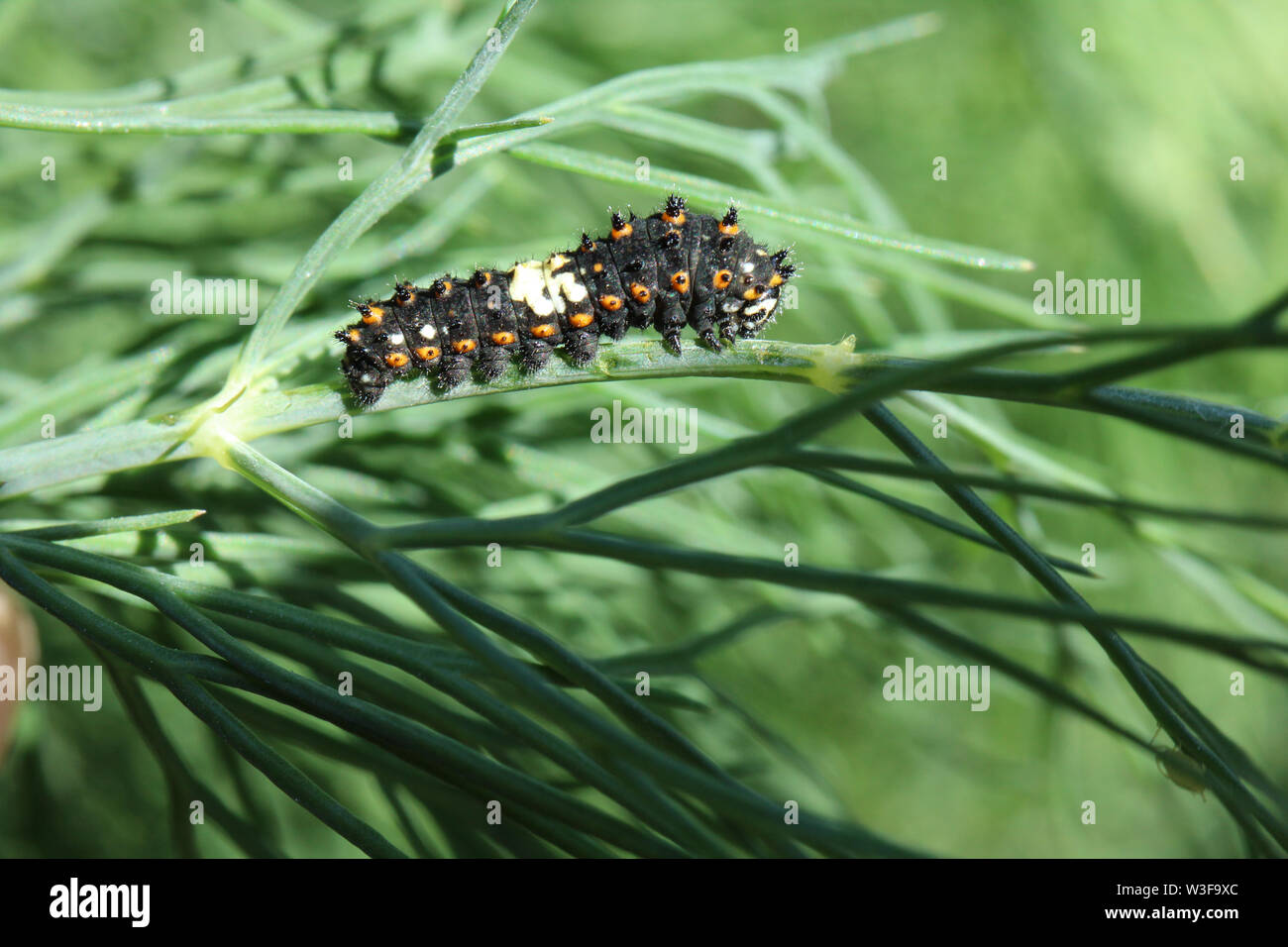 Premier stade de Caterpillar Swallowtail noir manger certaines dill dans le jardin. Banque D'Images