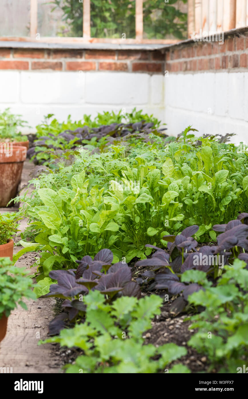 Les feuilles de salade dans une serre de plus en plus Banque D'Images