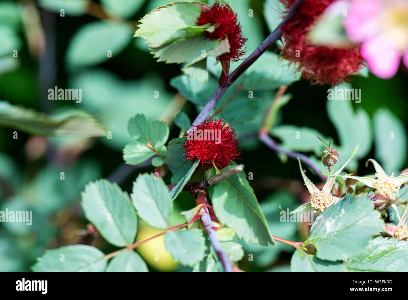 Une rose bedeguar bedeguar galle du collet wasp (Diplolepis rosae) sur un chien rose (rosa canina) Banque D'Images