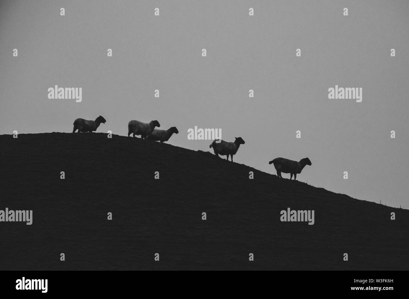 Une silhouette de moutons debout sur une colline avec un ciel clair derrière sur une ferme de Lake District Banque D'Images