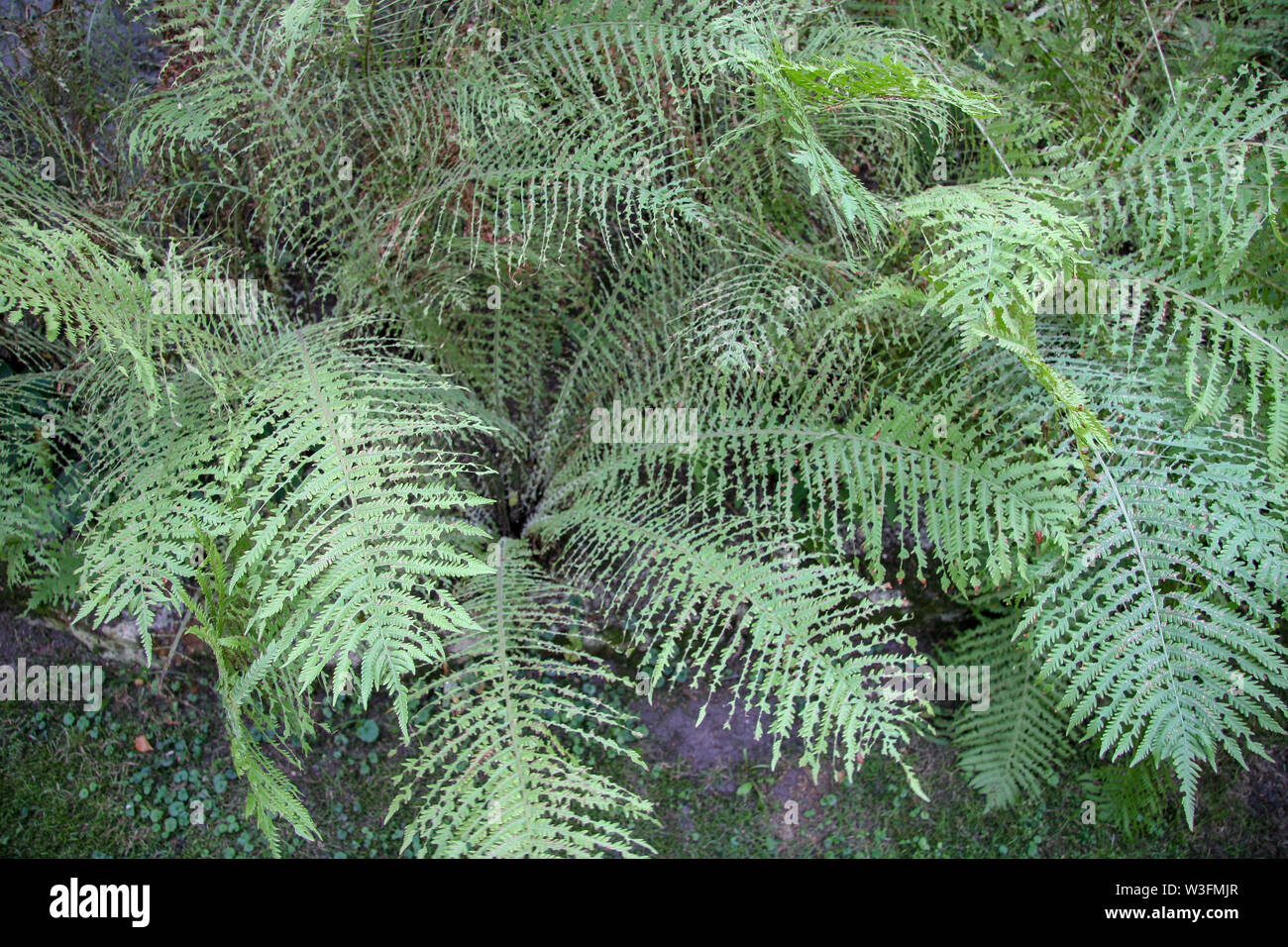 Vue de dessus d'un maquis de fougères vert avec feuilles étrange. Il semble qu'ils ont été mordus. Les couleurs sont modérés. Banque D'Images