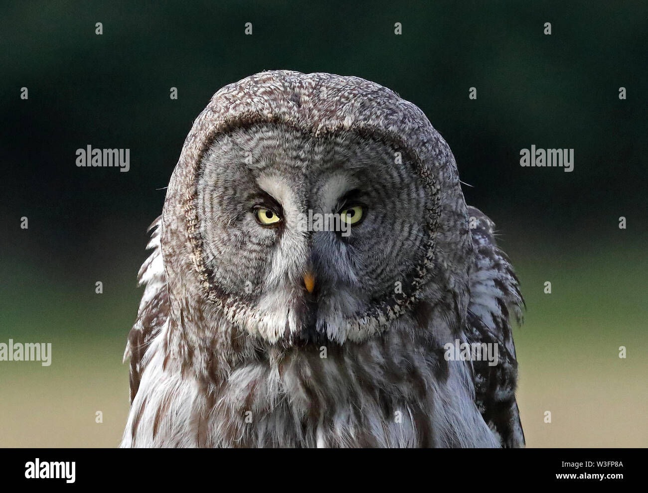 Grand hibou gris / hibou étoilé / tête de hibou, gros plan Banque D'Images