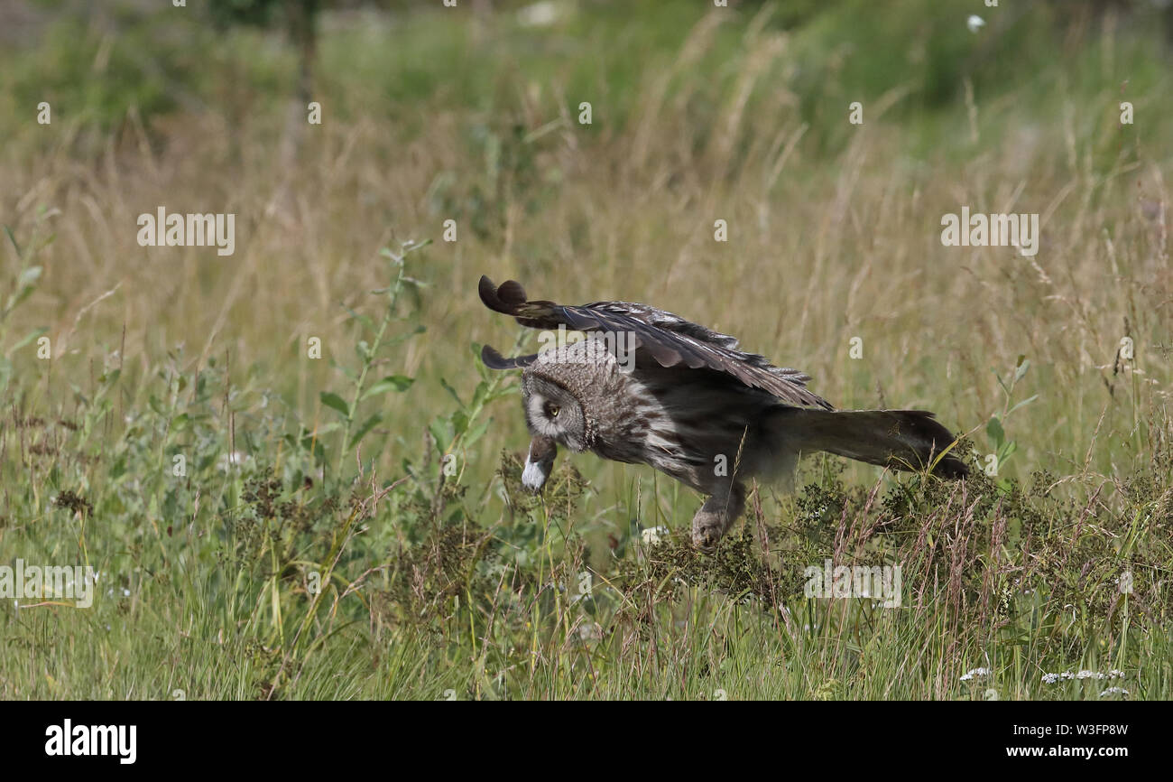 Grand hibou gris avec souris, hibou volant, hibou chasse Banque D'Images