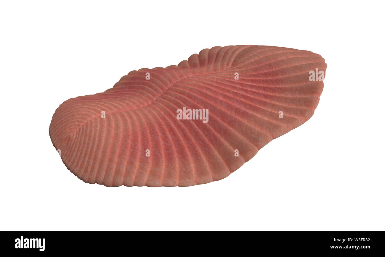 Dickinsonia, créature disparue de l'ère de l'Ediacara, l'un des premiers animaux (sciences 3D render isolé sur fond blanc) Banque D'Images