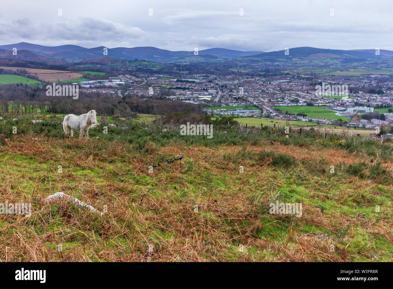 Un cheval blanc dans un pré de Bray Head surplombant le village de Bray dans la vallée ci-dessous Banque D'Images