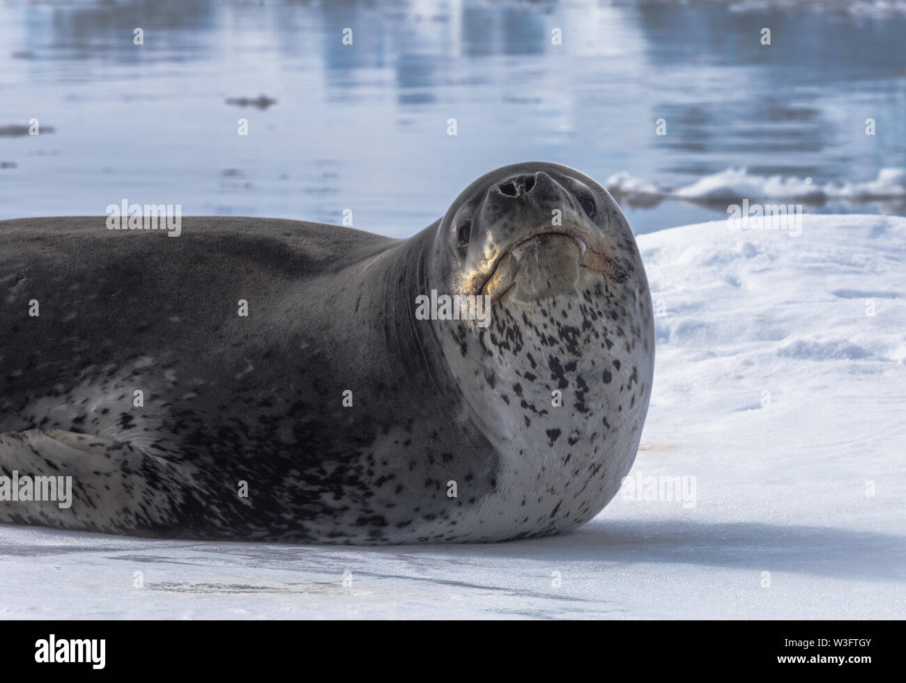 Prédateur naturel de l'Antarctique est leopard seal. Animal vous détendre allongé sur la glace. Banque D'Images