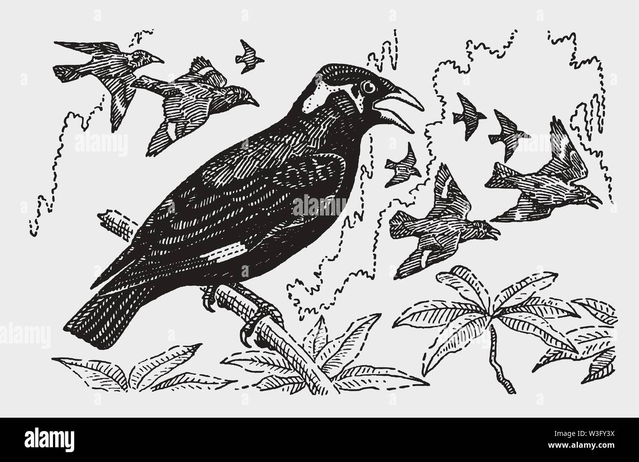 Un troupeau d'hill mynas (Gracula religiosa) survolant un autre oiseau, assis sur une branche et le chant. Après une gravure d'illustration historique Illustration de Vecteur