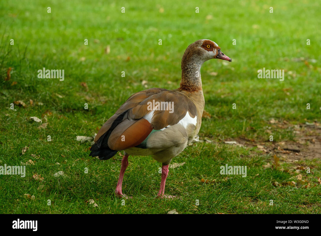 Egyptian goose Alopochen aegyptiaca debout sur l'herbe Hampton Bushy Park London England UK Banque D'Images