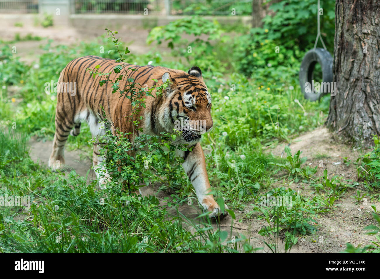 Puissant mais triste mighty striped tiger walking en captivité dans le zoo Banque D'Images