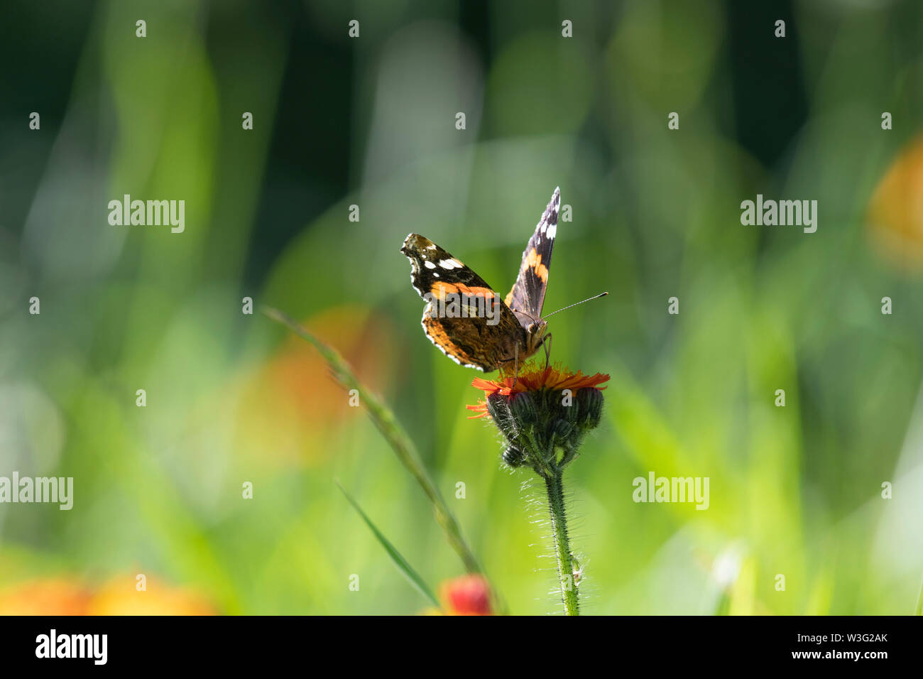 Un papillon Vulcain (Vanessa atalanta) se nourrissent de la Sauvagette 'Fox et d'oursons' (Pilosella aurantiaca), communément connu sous le nom de 'l'épervière Orange'. Banque D'Images