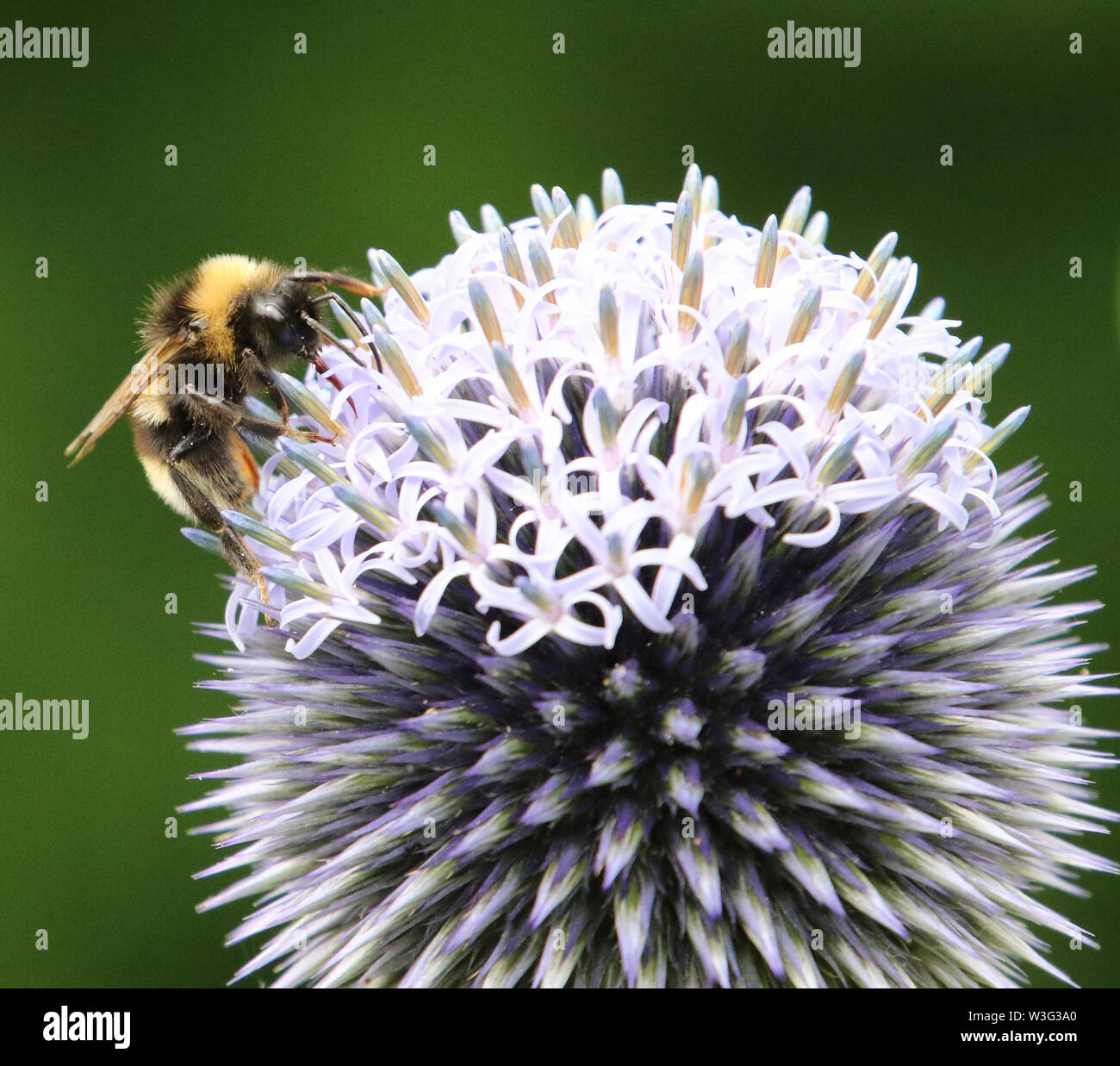 White-tailed Bumblebee on flower Banque D'Images