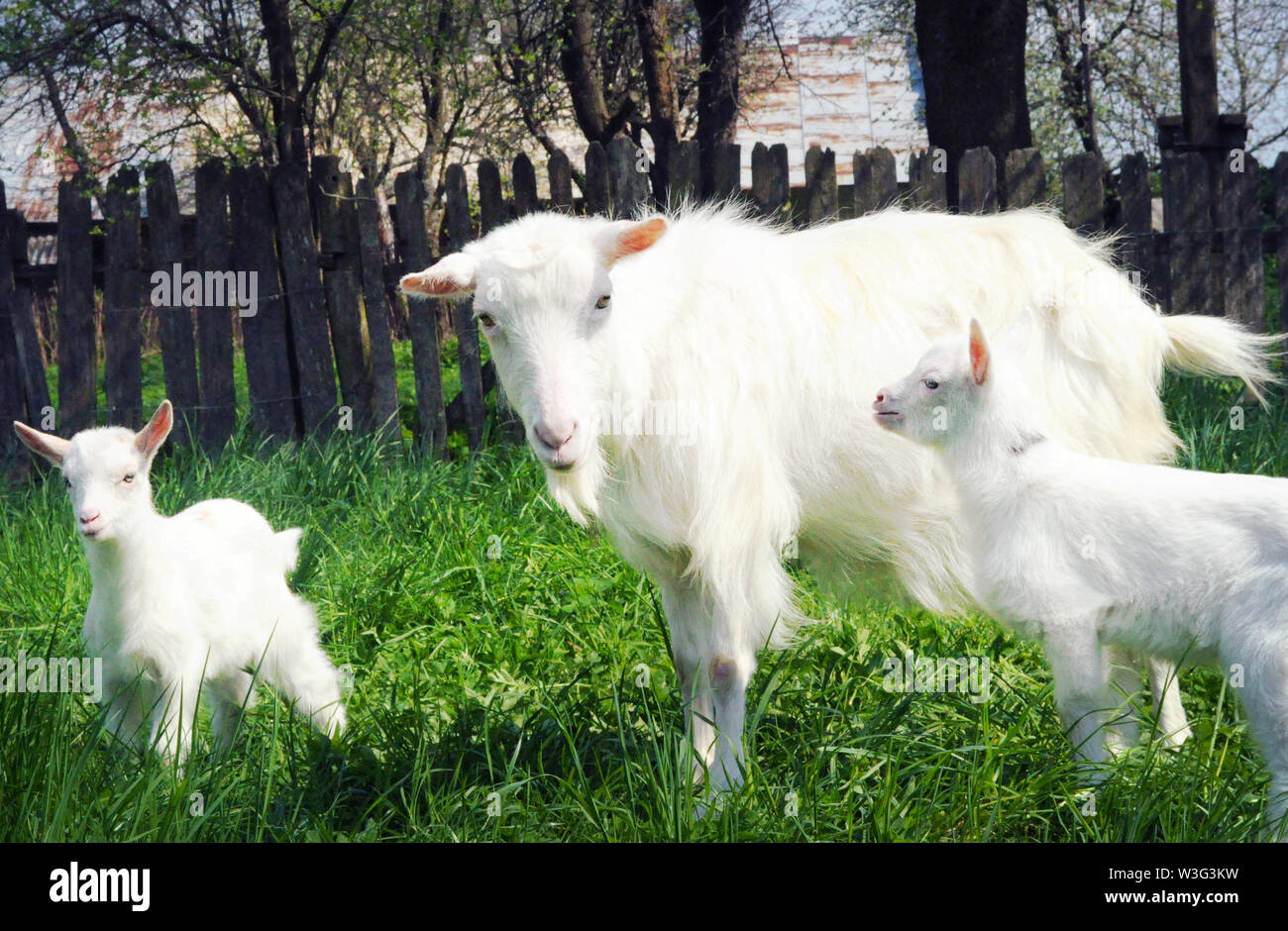 Trois chèvres blanches au milieu de l'herbe verte par une chaude journée de printemps. Famille d'une mère et ses deux enfants se reposer et passer du temps ensemble, frère Banque D'Images