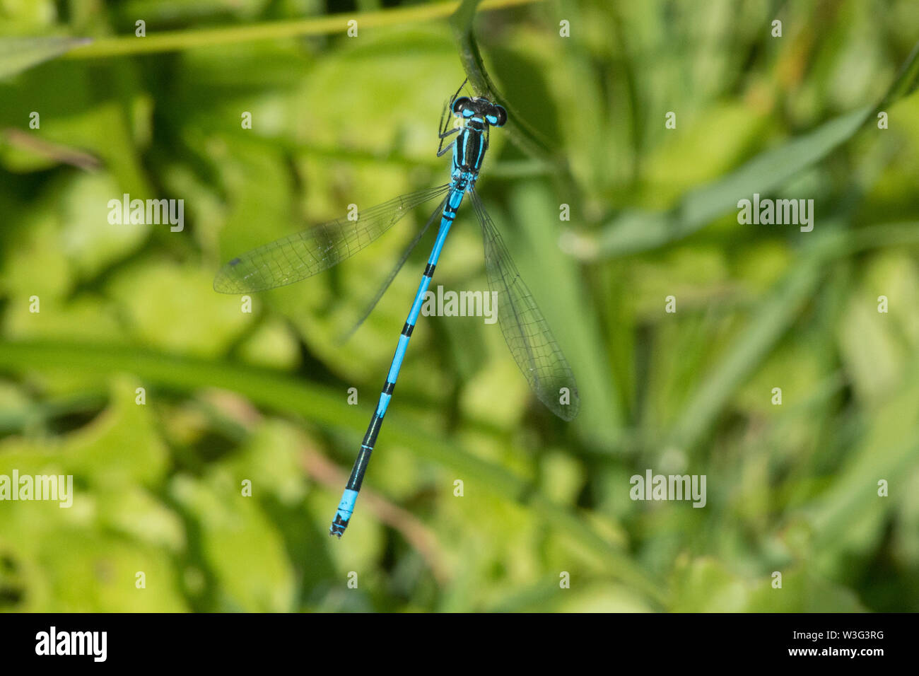 Azure, demoiselle Coenagrion puella, homme, vue du dessus, aboveSussex, Royaume-Uni, juin Banque D'Images