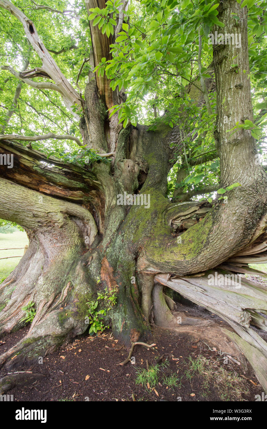 Cowdray colosse, sweet chestnut tree, Castanea sativa, Sussex, juin Banque D'Images