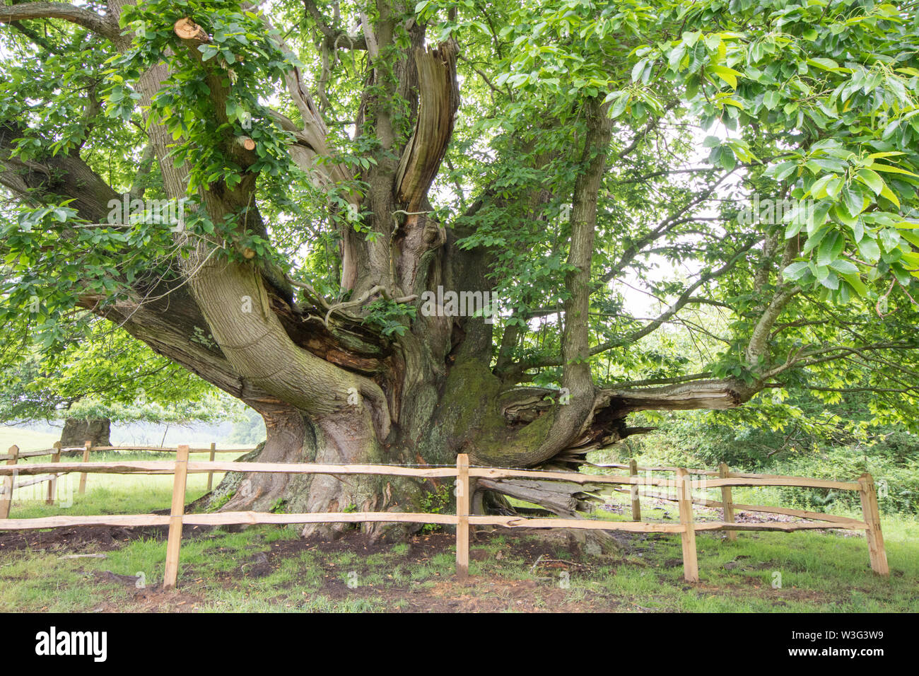 Cowdray colosse, sweet chestnut tree, Castanea sativa, Sussex, juin Banque D'Images