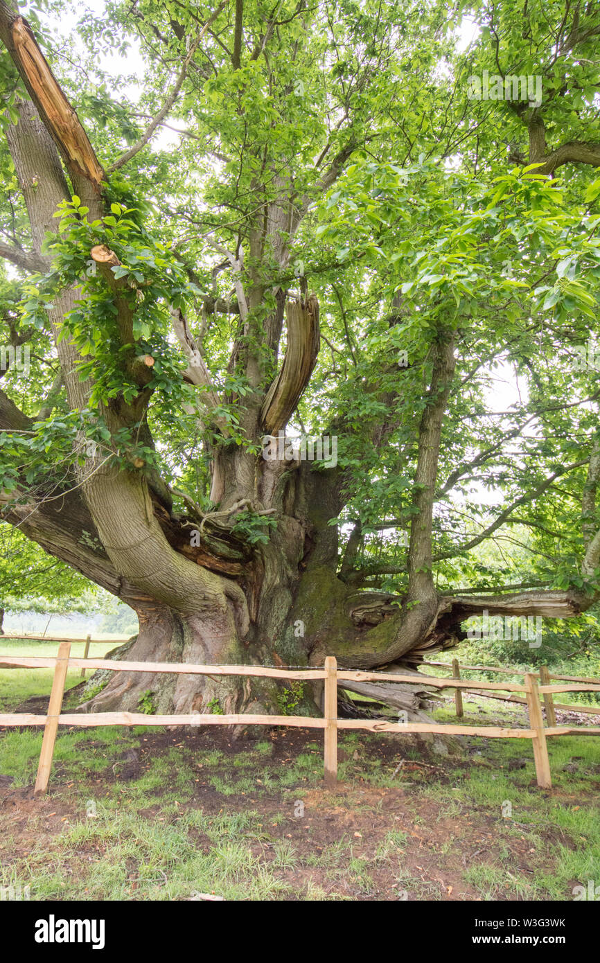 Cowdray colosse, sweet chestnut tree, Castanea sativa, Sussex, juin Banque D'Images