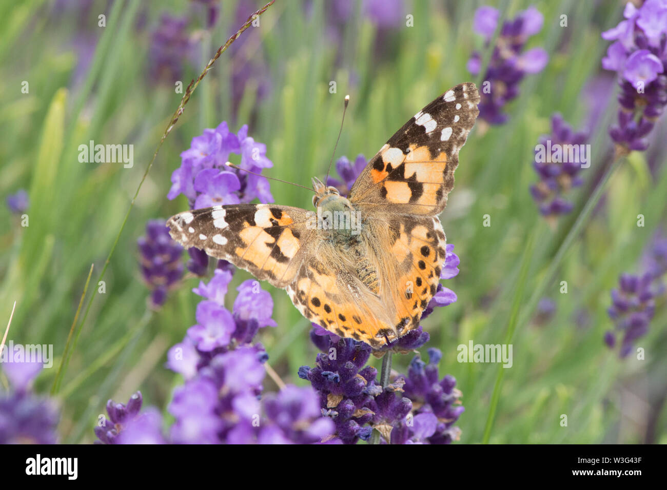 Papillon belle dame, Vanessa cardui, sur la lavande, nouvellement arrivés, migré, ailes ouvertes montrant haut, haut, Sussex, Royaume-Uni, juin Banque D'Images