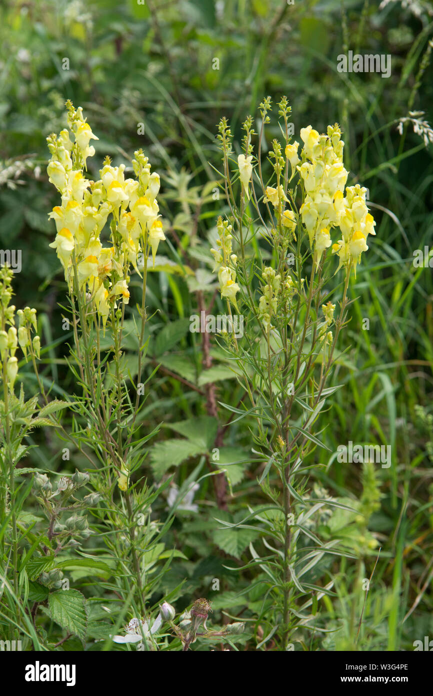 Linaire vulgaire, la linaire jaune, Linaria vulgaris, en fleurs, fleur, Sussex, Royaume-Uni, juin Banque D'Images