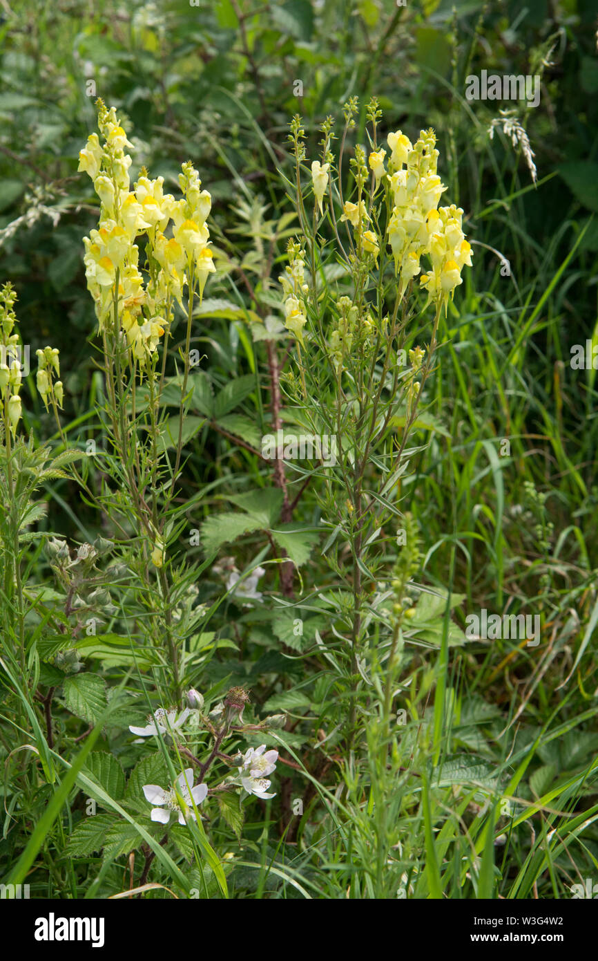 Linaire vulgaire, la linaire jaune, Linaria vulgaris, en fleurs, fleur, Sussex, Royaume-Uni, juin Banque D'Images