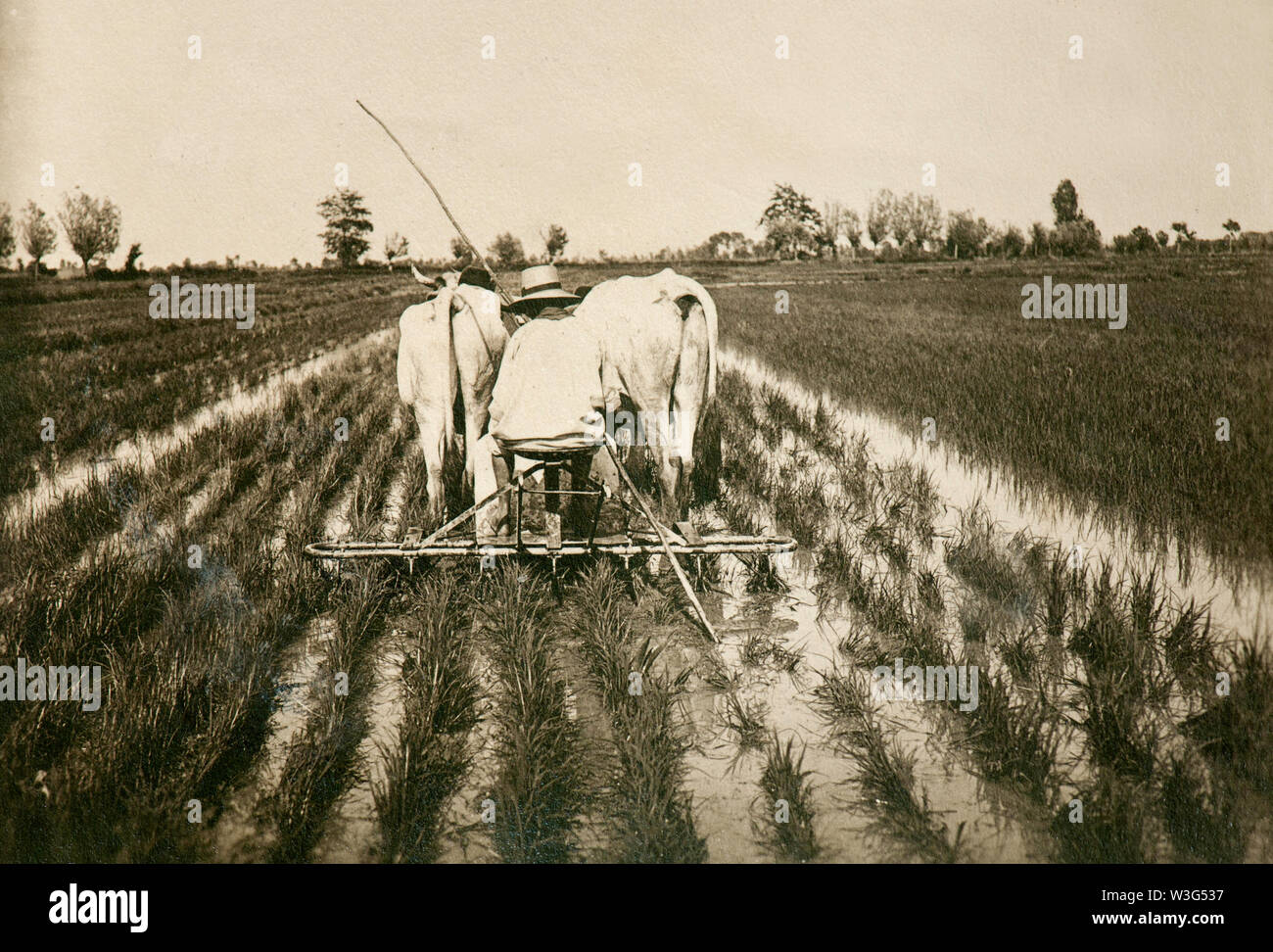 Monde rural italien du passé : les activités de travail dans les rizières (Vercelli, Italie, 1930) Banque D'Images
