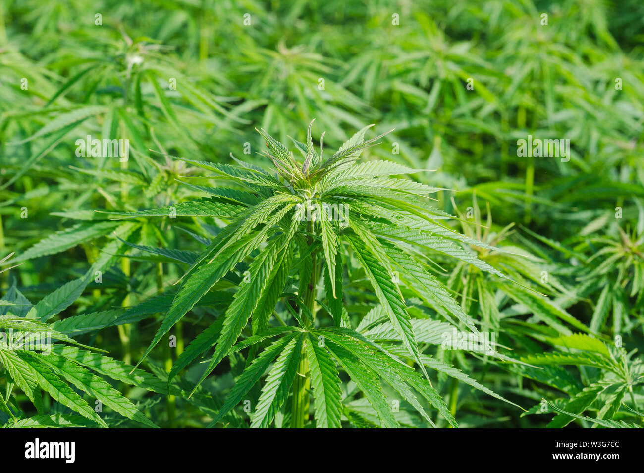 Cannabis sativa, feuilles de marihuana, photographie de plantes médicales. Banque D'Images