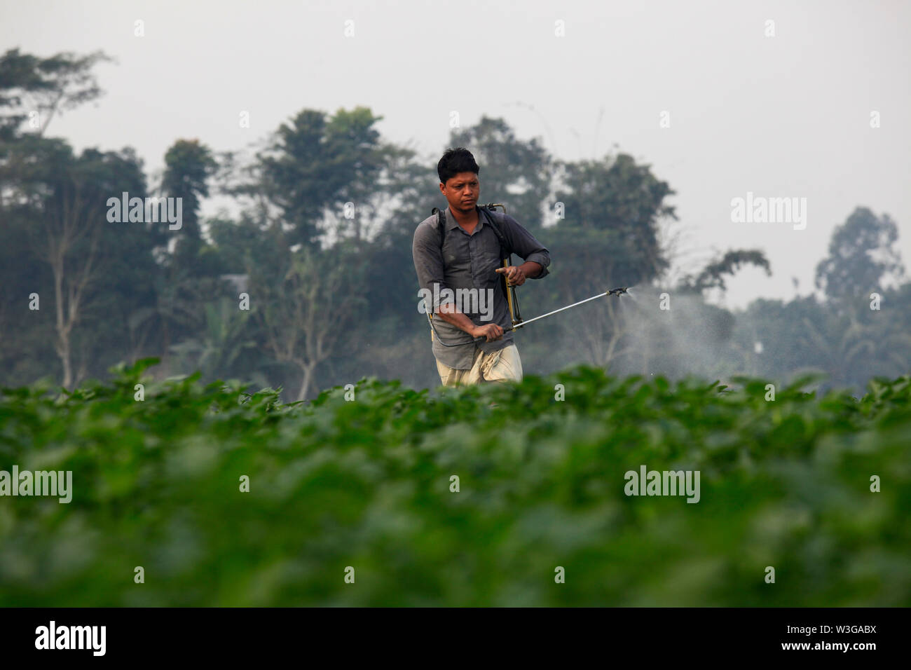 La pulvérisation de pesticide dans l'agriculteur du champ de pommes de terre à Munshiganj à Dhaka, Bangladesh Banque D'Images
