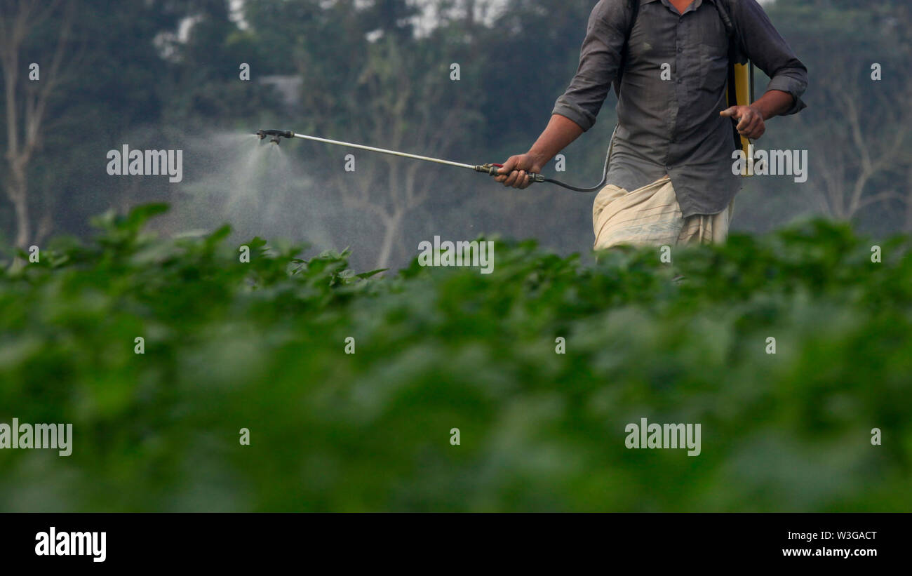 La pulvérisation de pesticide dans l'agriculteur du champ de pommes de terre à Munshiganj à Dhaka, Bangladesh Banque D'Images