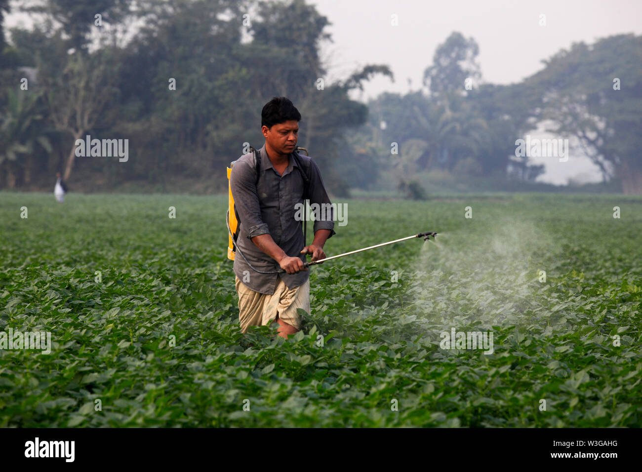 La pulvérisation de pesticide dans l'agriculteur du champ de pommes de terre à Munshiganj à Dhaka, Bangladesh Banque D'Images