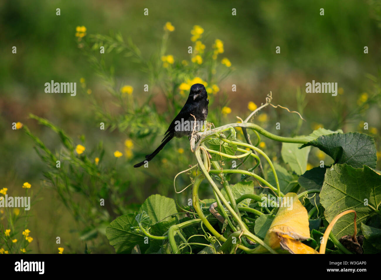 A Black Drongo appelé aussi Fingey. Munshiganj, au Bangladesh. Banque D'Images