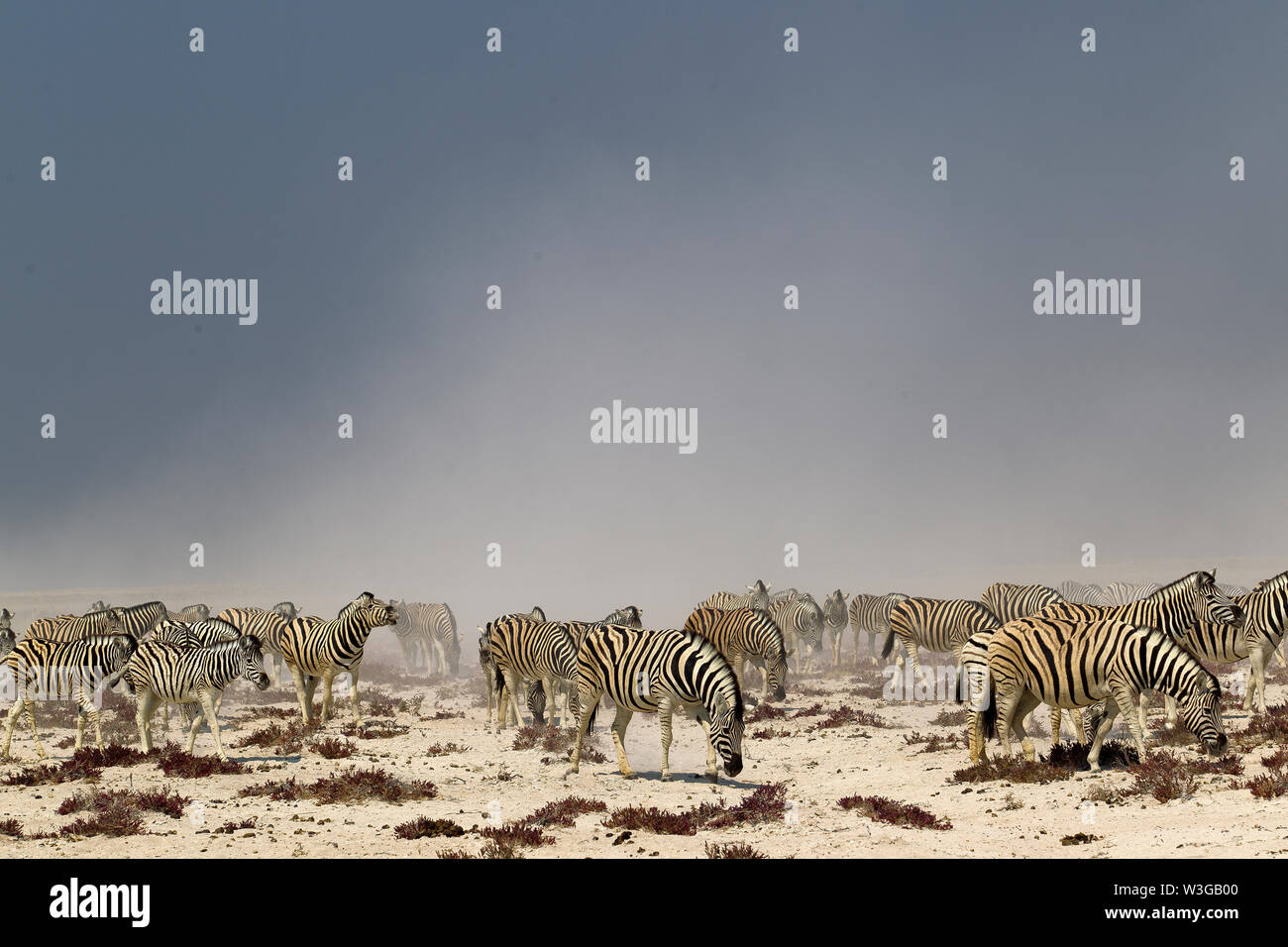 Troupeau de zèbres au milieu d'une tempête de poussière, Etosha National Park, Namibie Banque D'Images