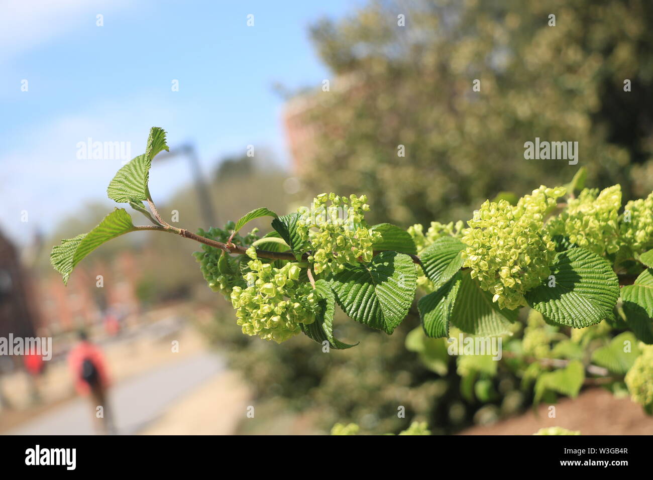 Il s'agit d'une photo d'une floraison bush. Il y a deux élèves dans l'arrière-plan de marche de classe. Banque D'Images