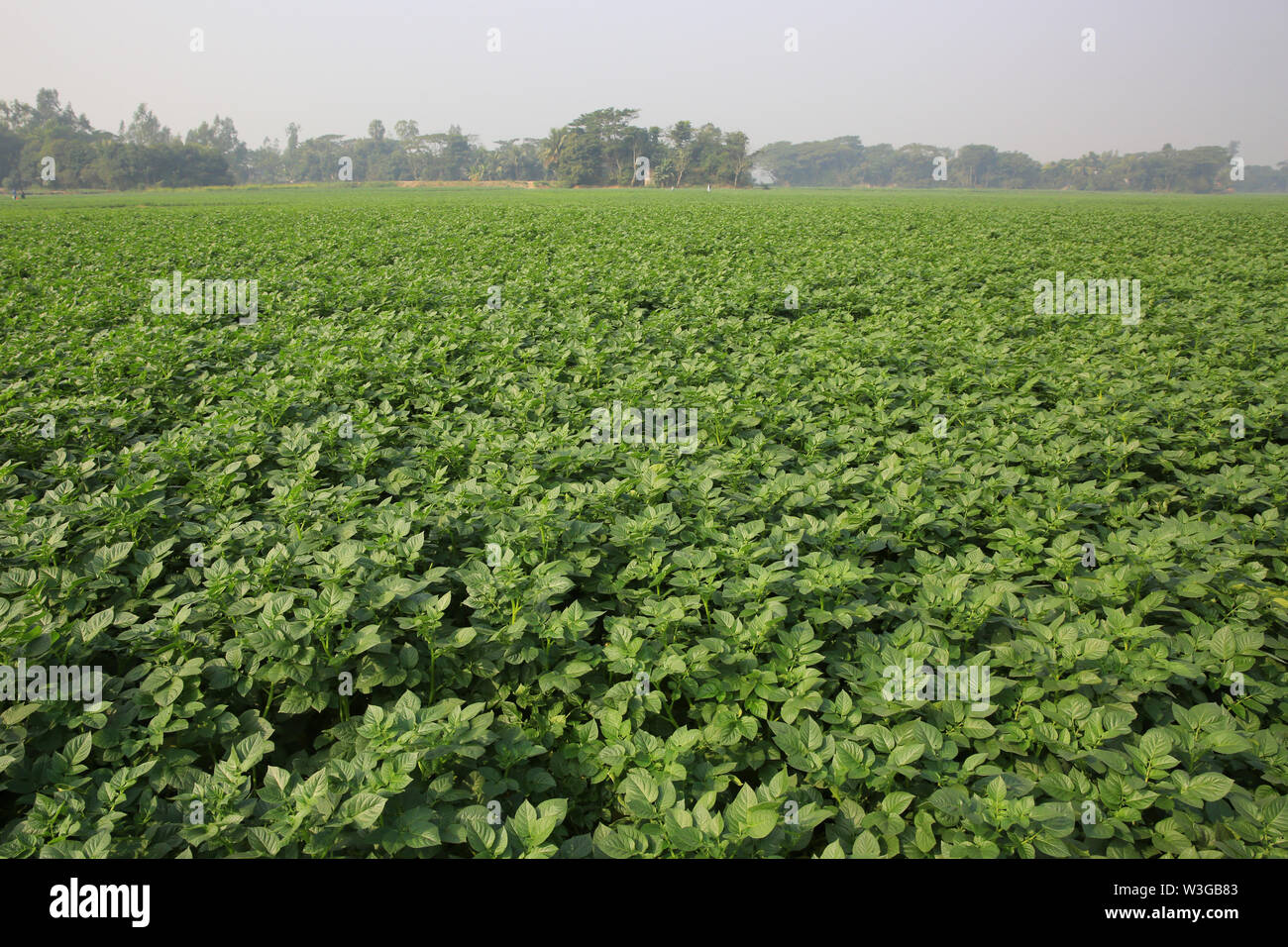 Un champ de pommes de terre à Sirajdikhan à Munshiganj, au Bangladesh. Banque D'Images