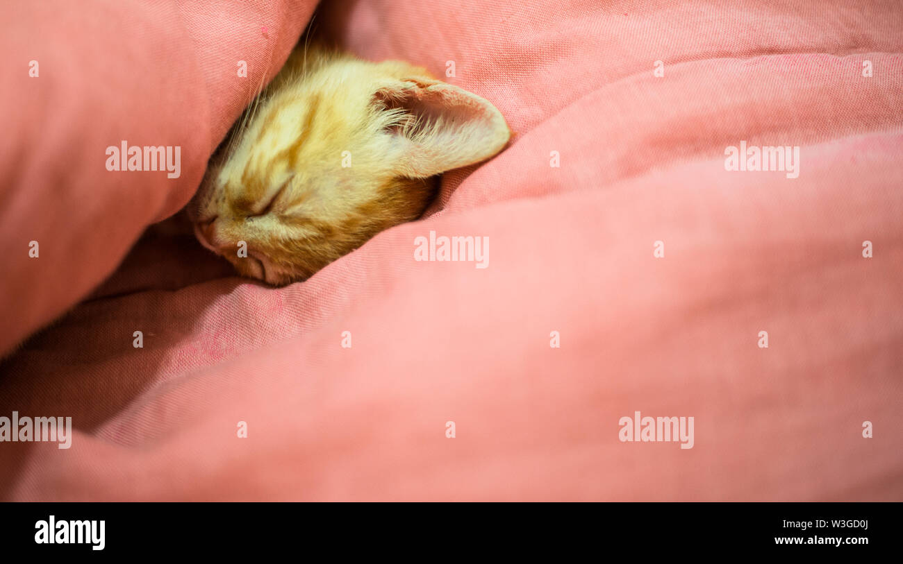 Orange tabby kitty cat sleeping in cute way Banque D'Images