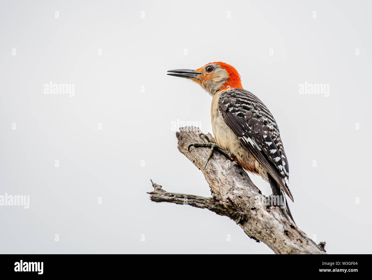 Pic à ventre rouge est perché sur une branche morte Banque D'Images