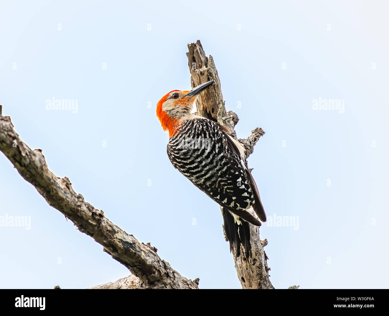 Pic à ventre rouge travaille dur pour l'alimentation Banque D'Images