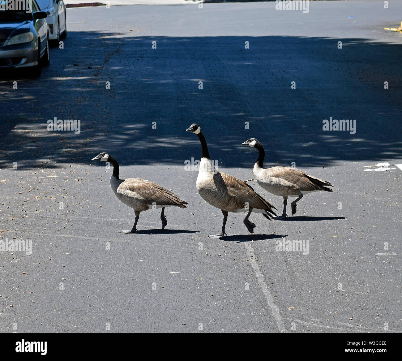 La Bernache du Canada, Branta canadensis, traverser une rue, à Union City en Californie Banque D'Images