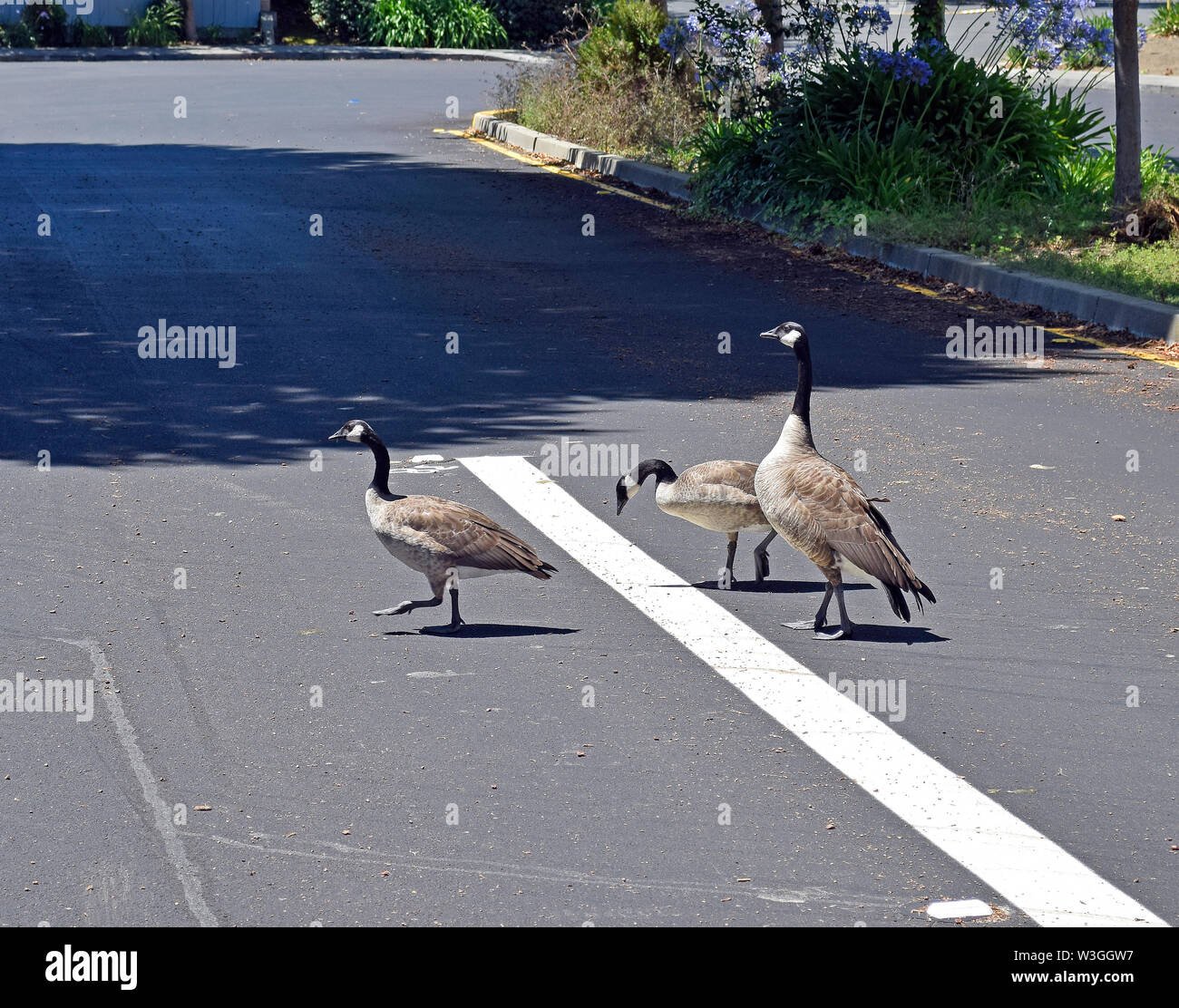 La Bernache du Canada, Branta canadensis, traverser une rue, à Union City en Californie Banque D'Images