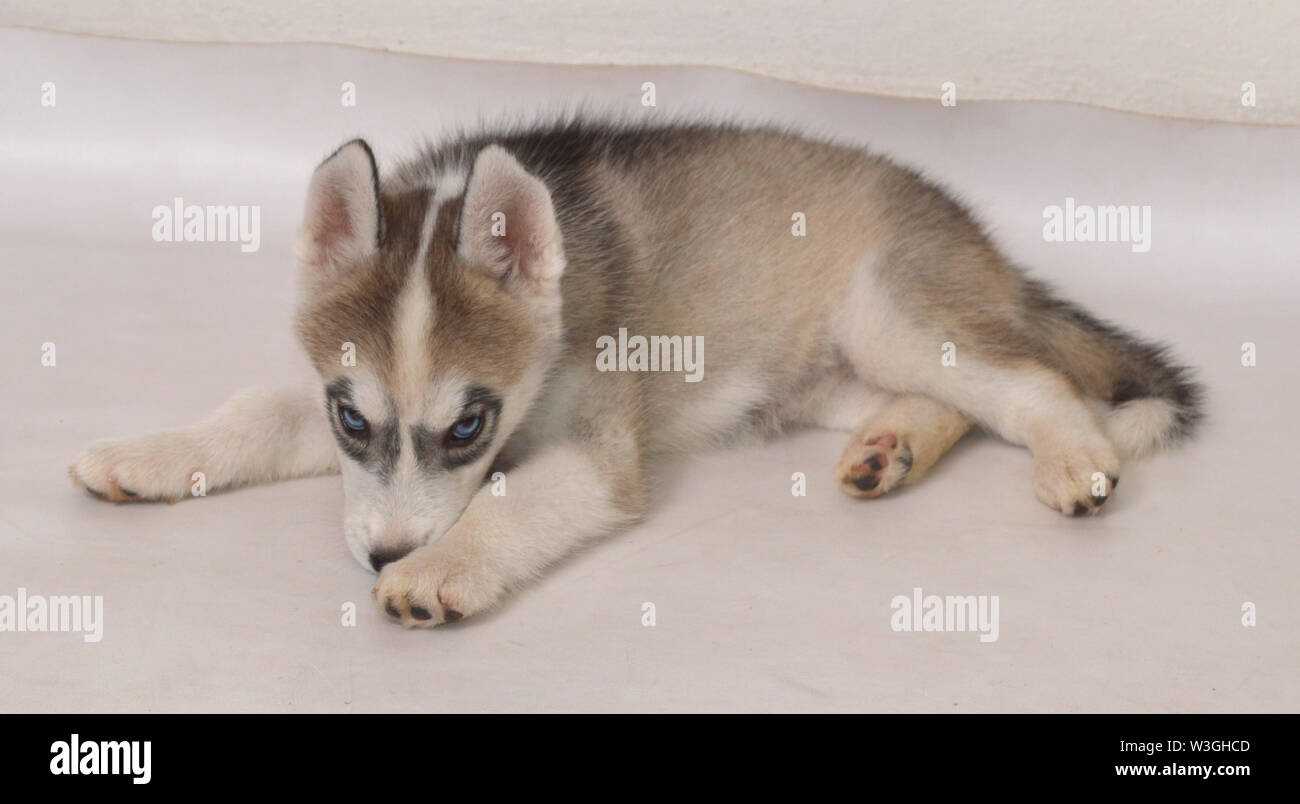 Ma Femme De 53 Jours Chiot Husky Siberien Avec Des Yeux Bleus Et Gris Noir Et Blanc De Fourrure Photo Stock Alamy Ma Femme De 53 Jours Chiot Husky Siberien Avec Des Yeux Bleus Et Gris Noir Et Blanc De Fourrure Photo Stock Alamy