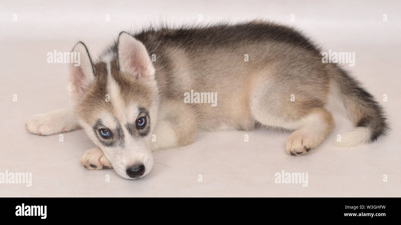 Ma Femme De 53 Jours Chiot Husky Siberien Avec Des Yeux Bleus Et Gris Noir Et Blanc De Fourrure Photo Stock Alamy