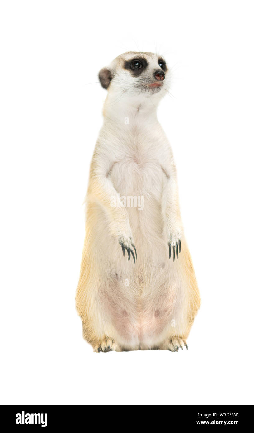 Cute cat ( Suricata suricatta ) isolé sur fond blanc Banque D'Images